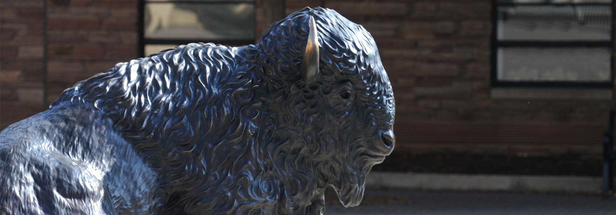 Ralphie statute on the CU Boulder campus.