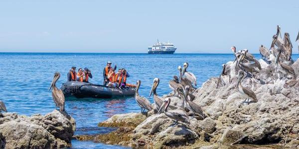 Wild Baja California