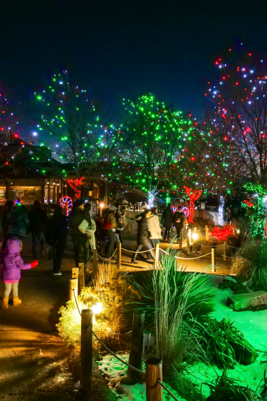 Zoo Lights guests