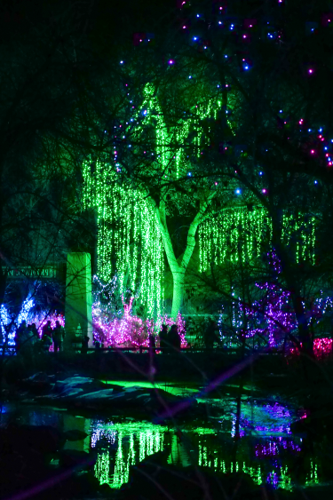 Zoo Lights green tree