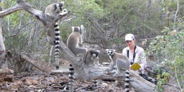 一位研究狐猴的人类学家