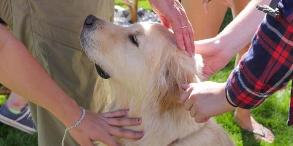 Dog being pet at the Dog Cafe