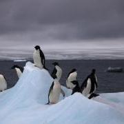 A group of adelie penguins on iceberg