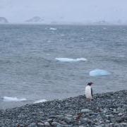 Penguin in the Southern Ocean